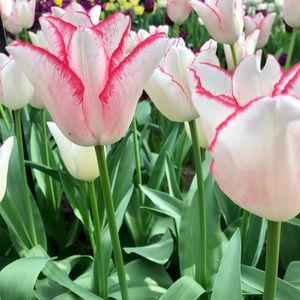 Meet your Posher, Caroline